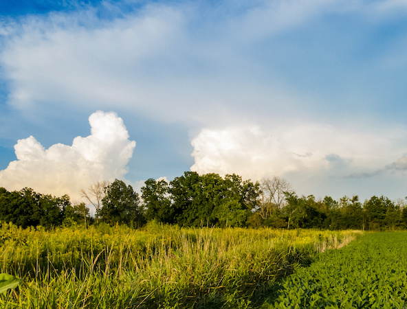 Regenerative Agriculture