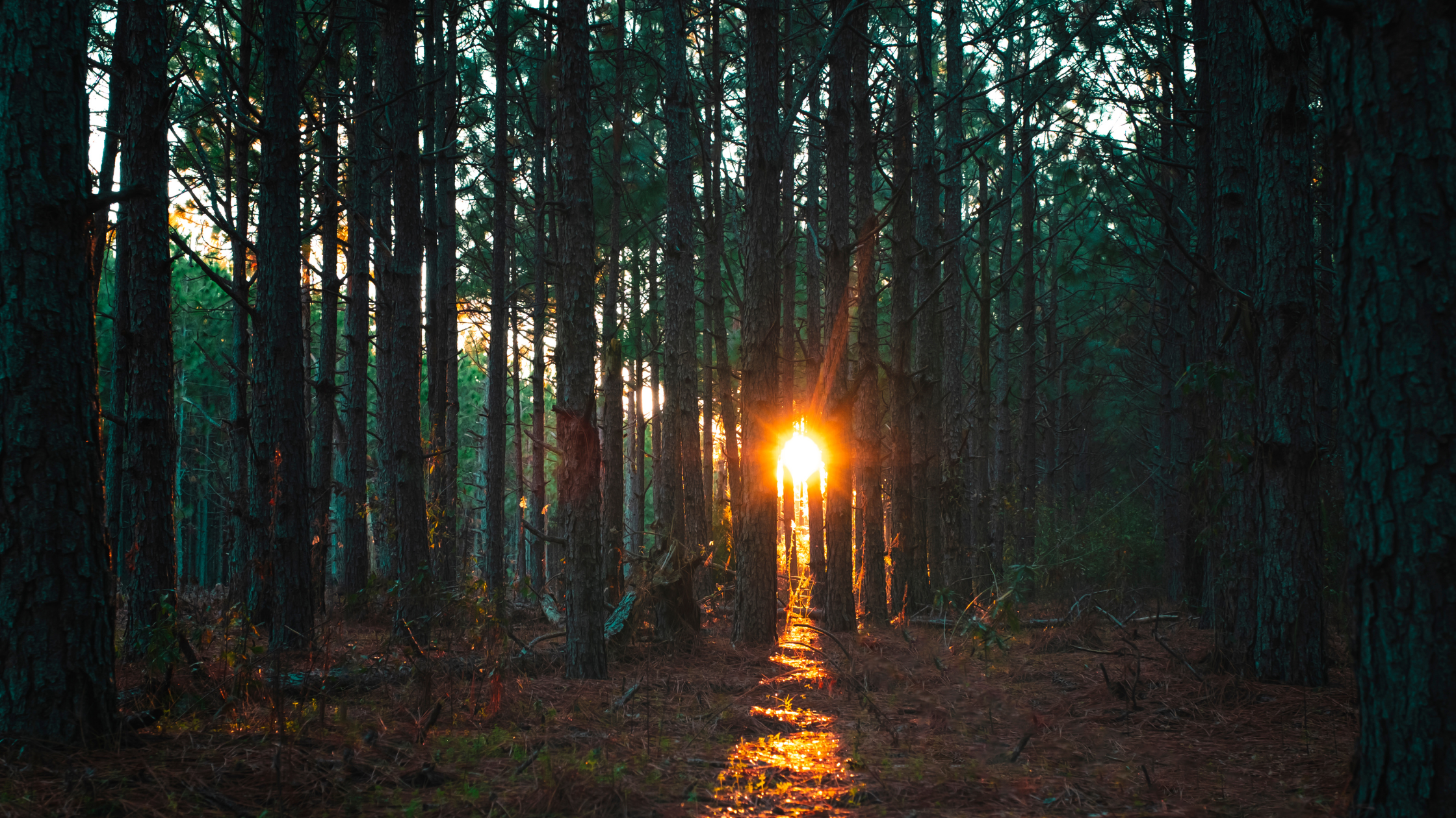 Poetry Analysis: Indigenous Song