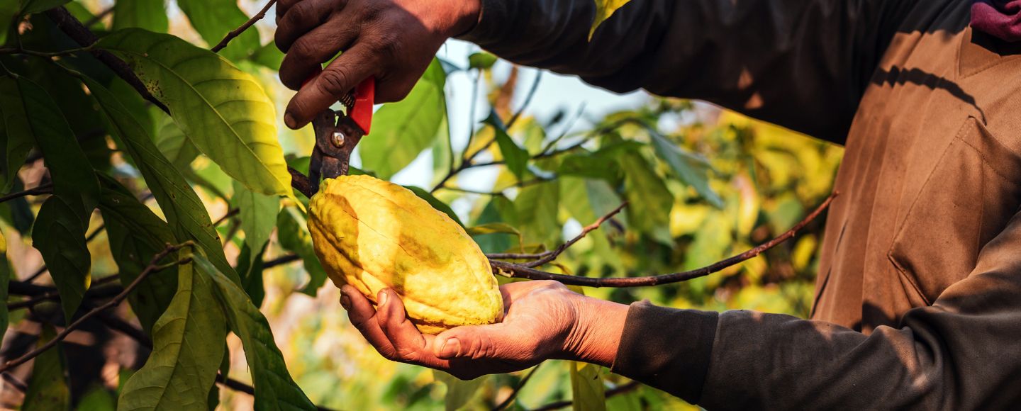 Climate Effects in West Africa Cause Chocolate Prices to Soar Worldwide